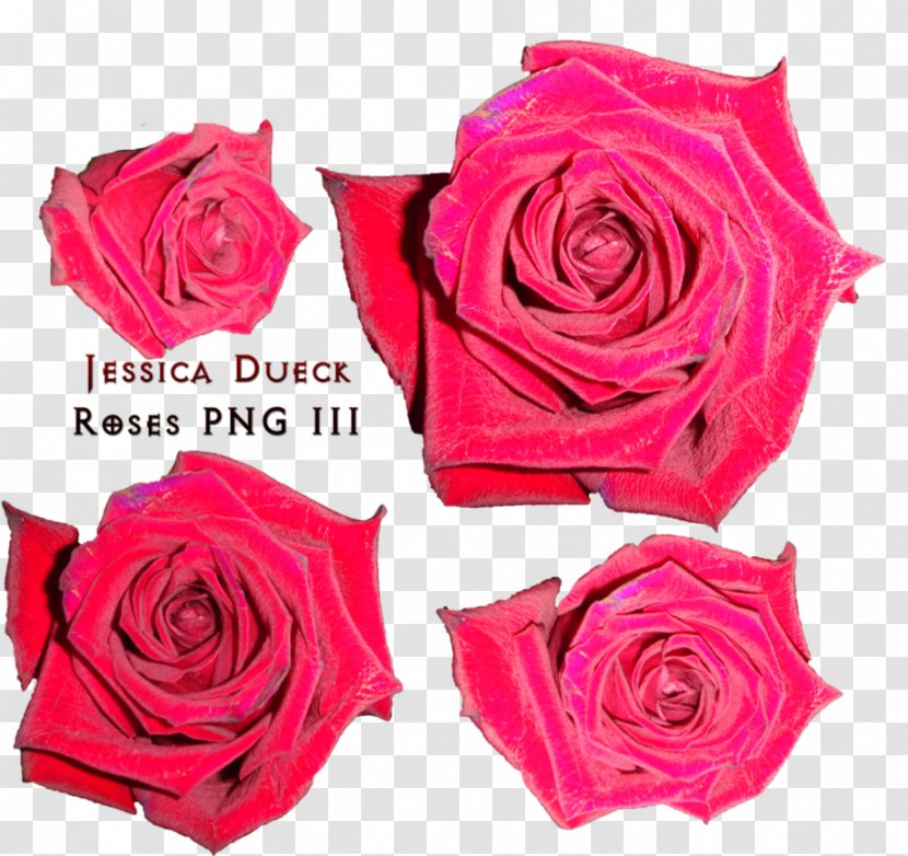 Garden Roses Cabbage Rose Floribunda Cut Flowers Floristry - Family - Scold Transparent PNG