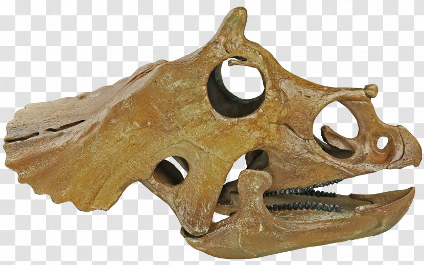 Hell Creek Formation Triceratops Prorsus Skull Dinosaur Skeleton - Human Transparent PNG
