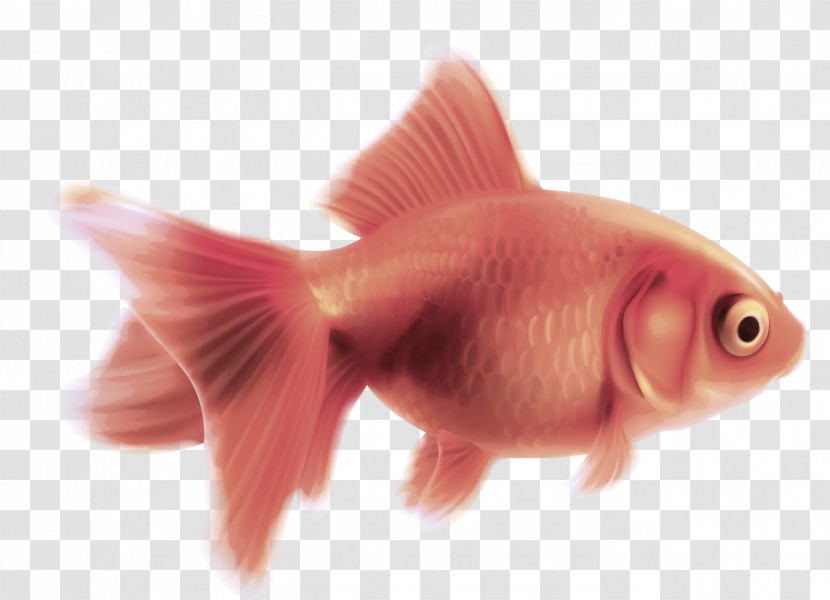 Fish Fish Goldfish Pink Fin Transparent PNG