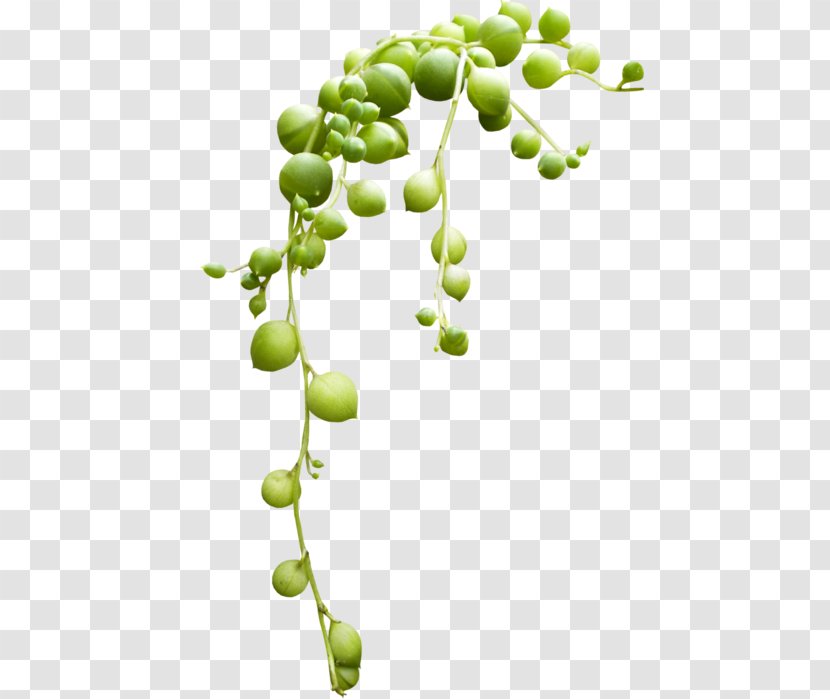 Lemon Tree - Song - Vitis Branch Transparent PNG