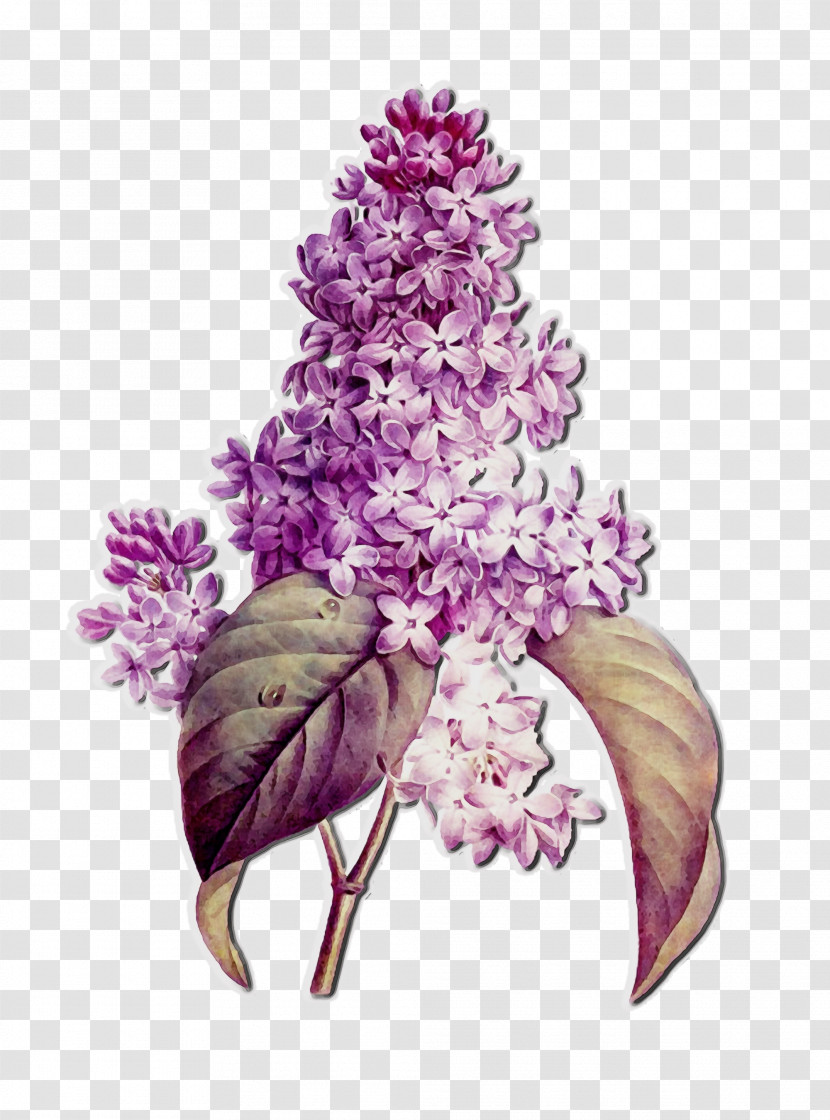 Lilac Flower Lilac Plant Purple Transparent PNG