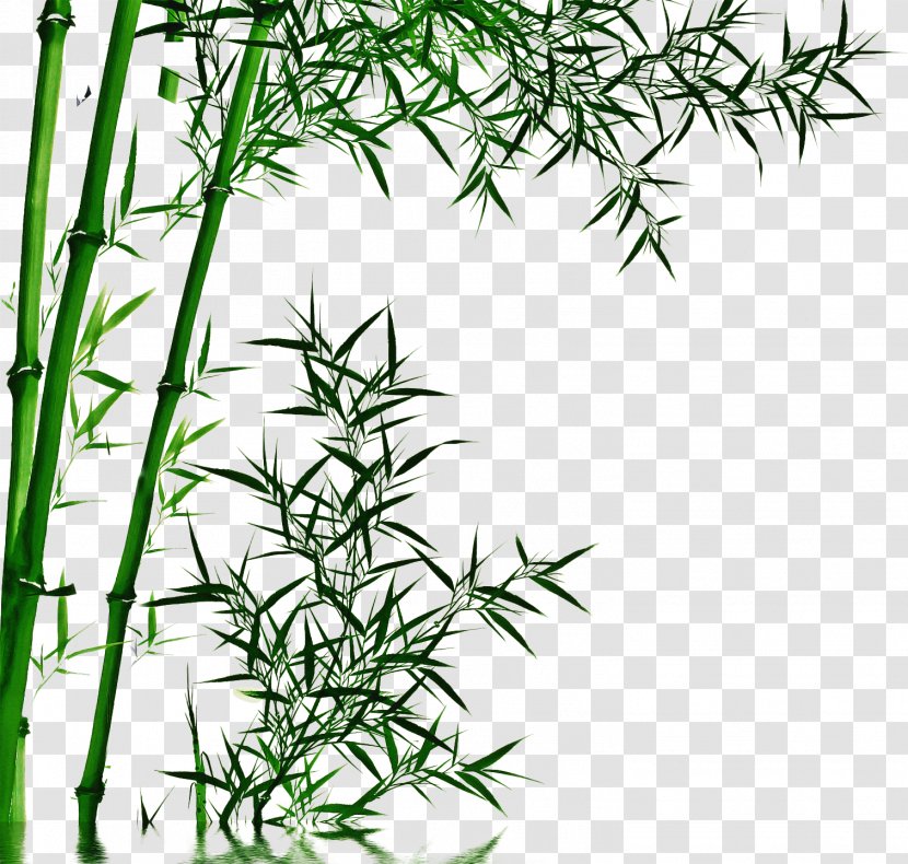 Drawing Bambusoideae Television Chinese Painting - Elymus Repens - Perennial Plant Southernwood Transparent PNG