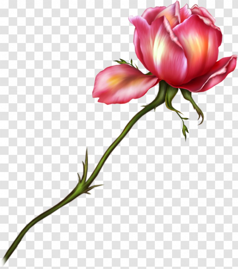 Cut Flowers Garden Roses Drawing Clip Art - Flowering Plant - Rose Transparent PNG