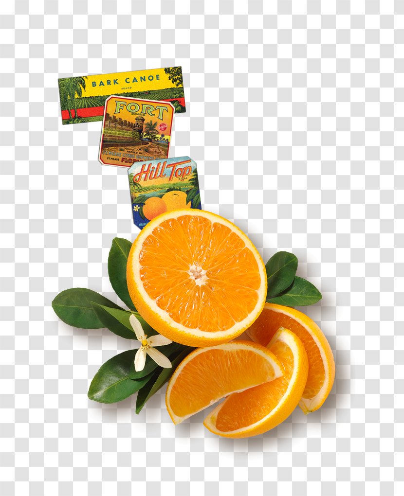 Orange Juice Florida's Natural Growers Minute Maid - Sterol - Florid Transparent PNG