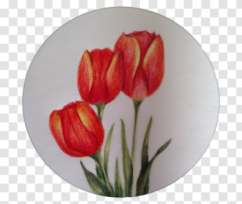 Tulip Painting Art - Lily Family Transparent PNG