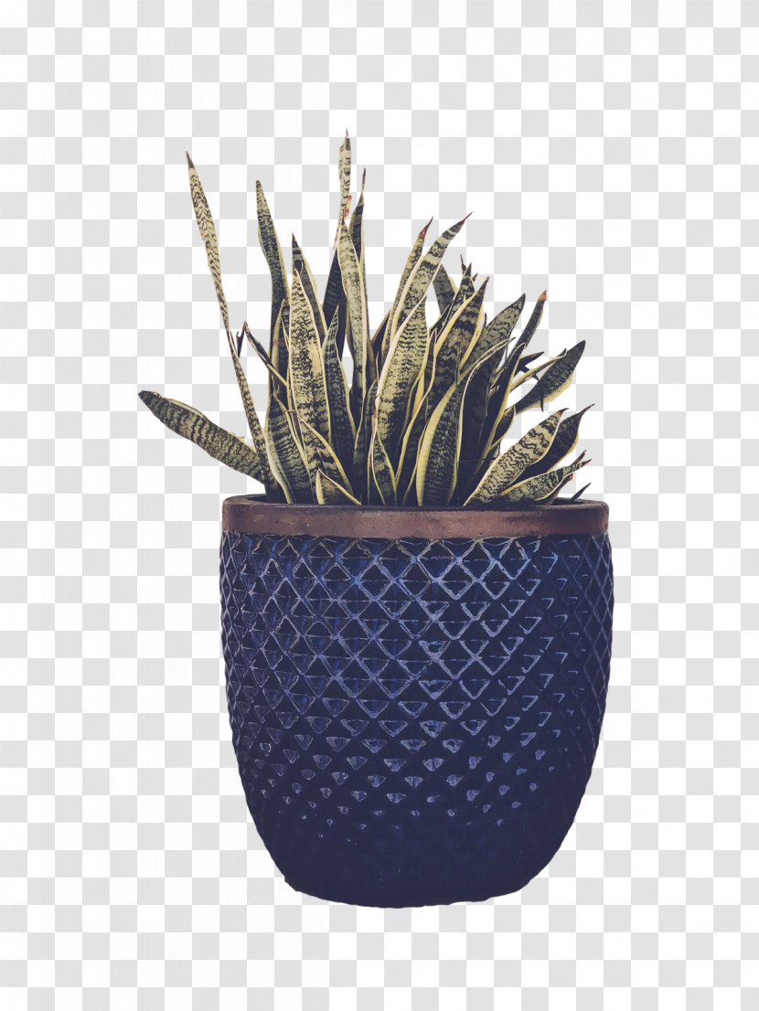 Plants Flowerpot Citroën Cactus M Biology Science Transparent PNG