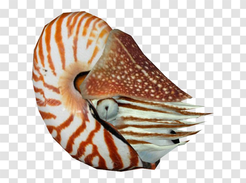 Chambered Nautilus - Conchology - Shell Wildlife Transparent PNG