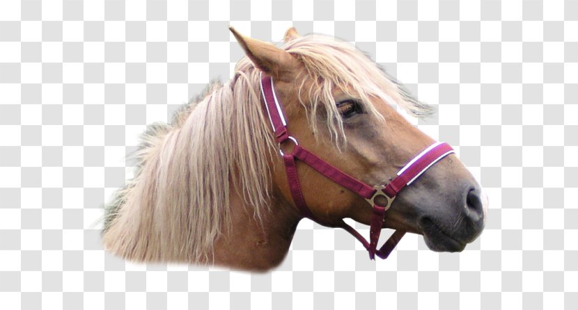 Mustang Stallion Pony Rein Horse Harnesses - Neck Transparent PNG