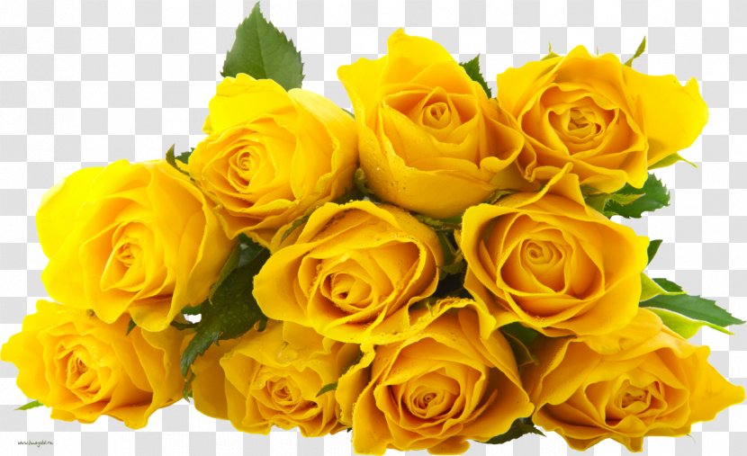 Rose Flower Yellow - Garden Roses Transparent PNG