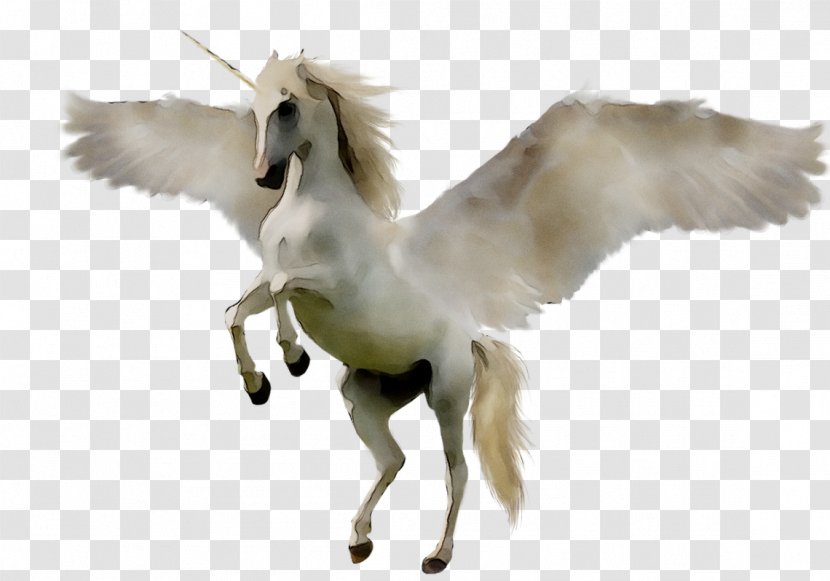 Image Photography Graphics Hashtag - Tag - Mythical Creature Transparent PNG