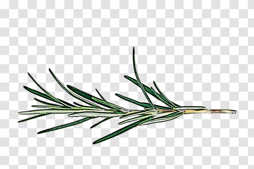 Rosemary - Shortstraw Pine - Tree Lodgepole Transparent PNG