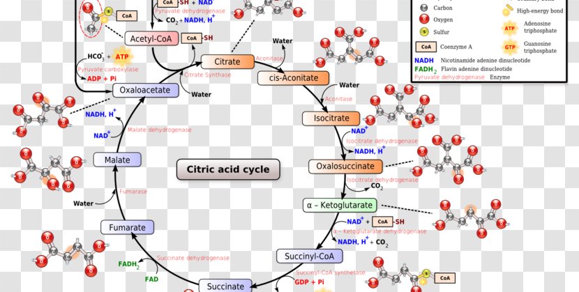 Citric Acid Cycle Tricarboxylic Biochemistry Cellular Respiration Transparent PNG