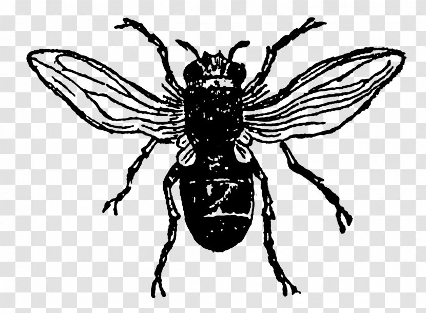 Insect Honey Bee Transparent PNG