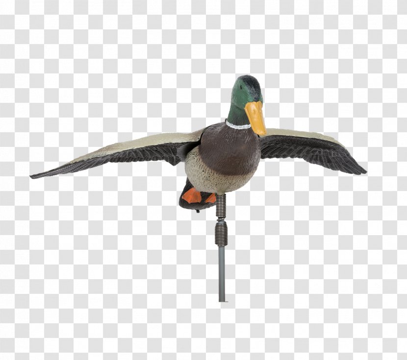 Mallard Duck Goose Bird Anatidae - Frame - Drake Transparent PNG