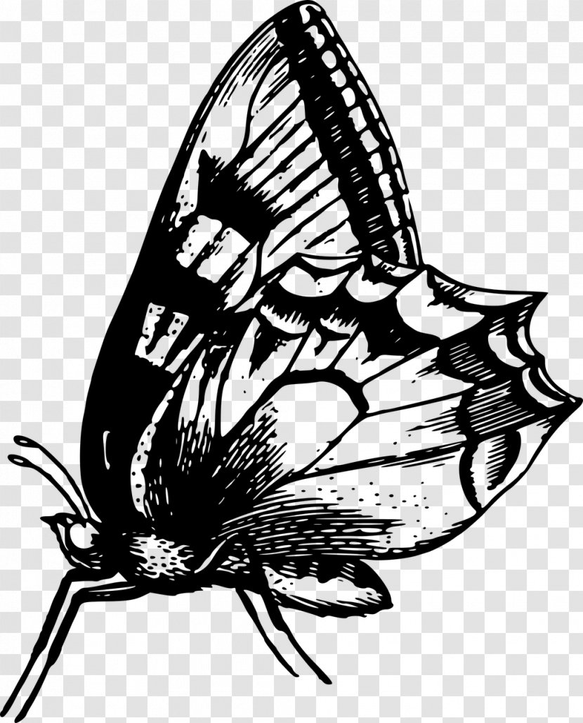 Butterfly Moth Insect Clip Art - Cartoon Transparent PNG