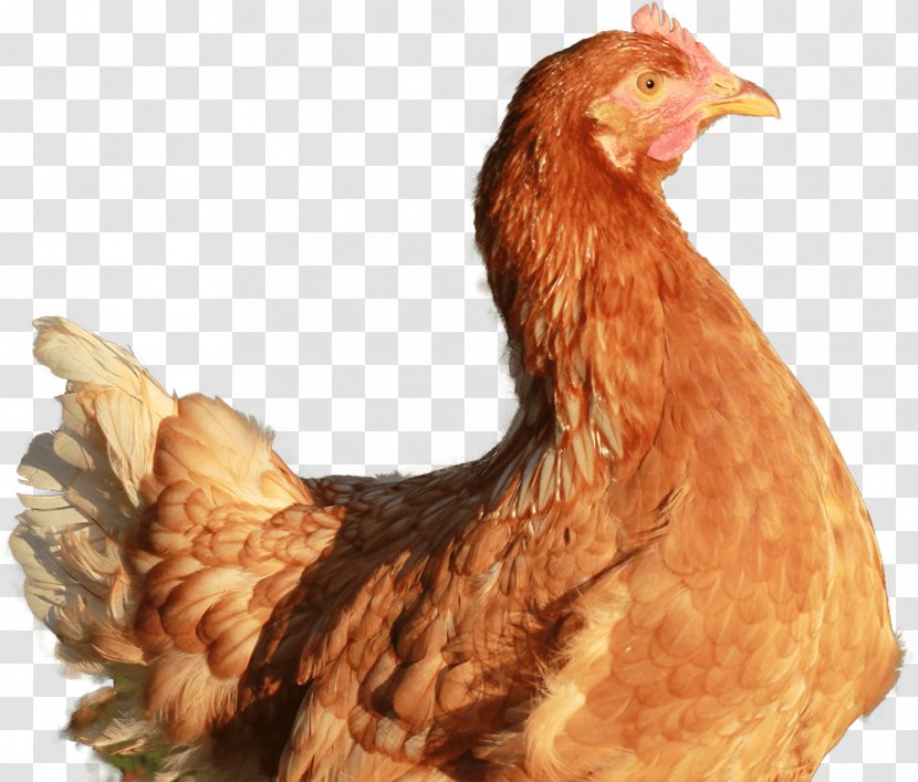 Rooster Leghorn Chicken Battery Cage Food Poultry Farming - Galliformes - Egg Transparent PNG
