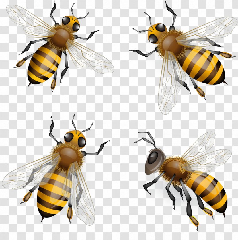 Honey Bee Euclidean Vector Clip Art - Pollinator Transparent PNG