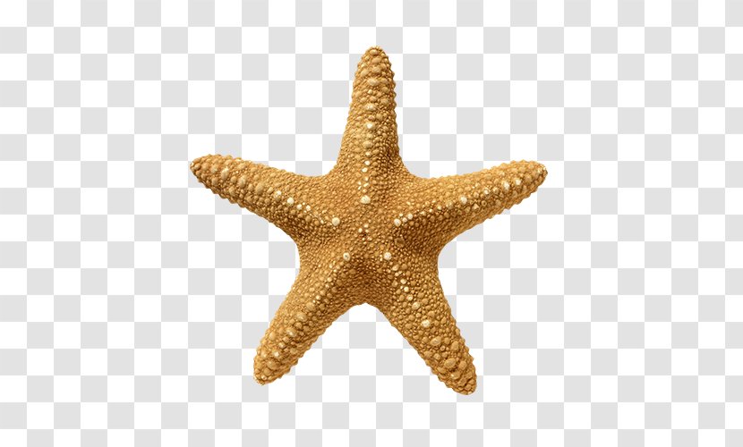 Starfish Echinoderm Golden Ratio Stock Photography Transparent PNG