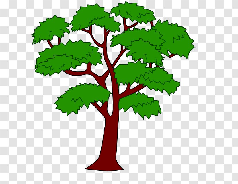 Mahogany Draw Trees Clip Art - Swietenia Macrophylla - Tree Transparent PNG