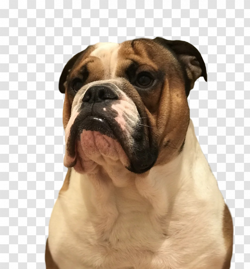 American Bulldog Transparent PNG