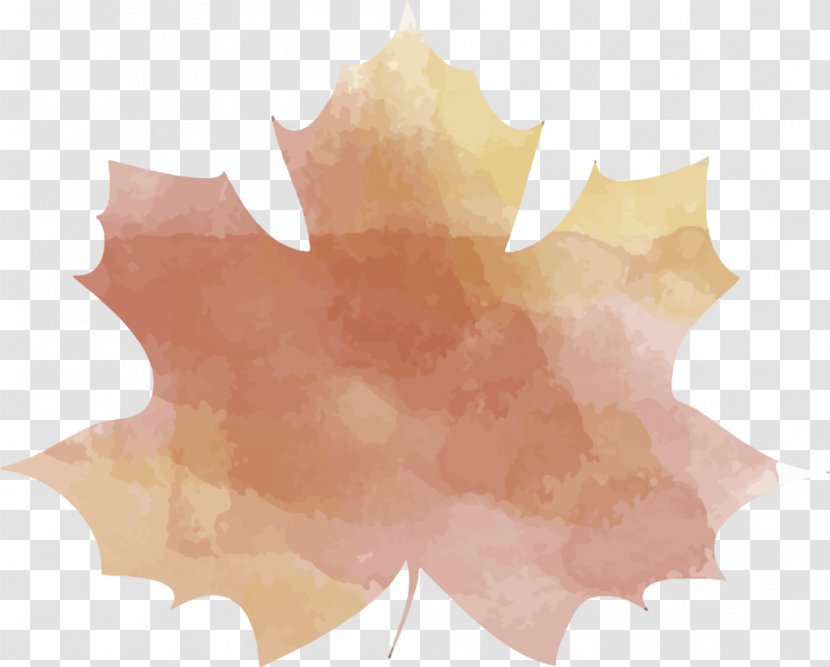 Maple Leaf - Tree Transparent PNG