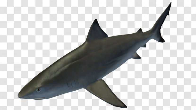 Requiem Sharks Squaliform Marine Biology Mammal Fauna - Qatar Petroleum Transparent PNG