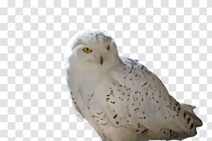 Owl Bird Snowy Of Prey Beak - Falconiformes Transparent PNG