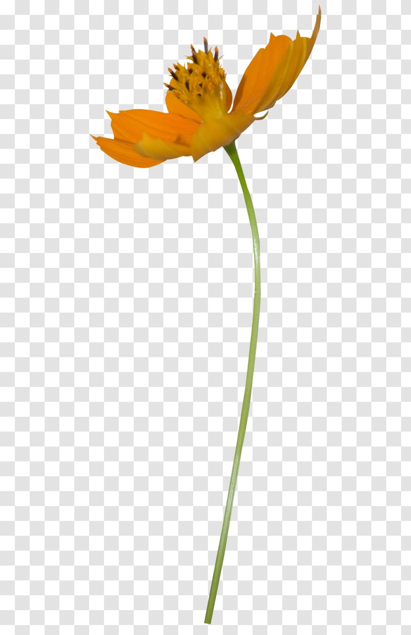 Flower - Plant Stem - Flowering Transparent PNG