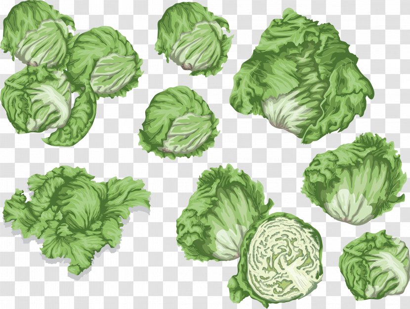 Cabbage Spring Greens Collard Lettuce Clip Art - Android - Menschlich Gesehen Ziemlich Abstossend Transparent PNG
