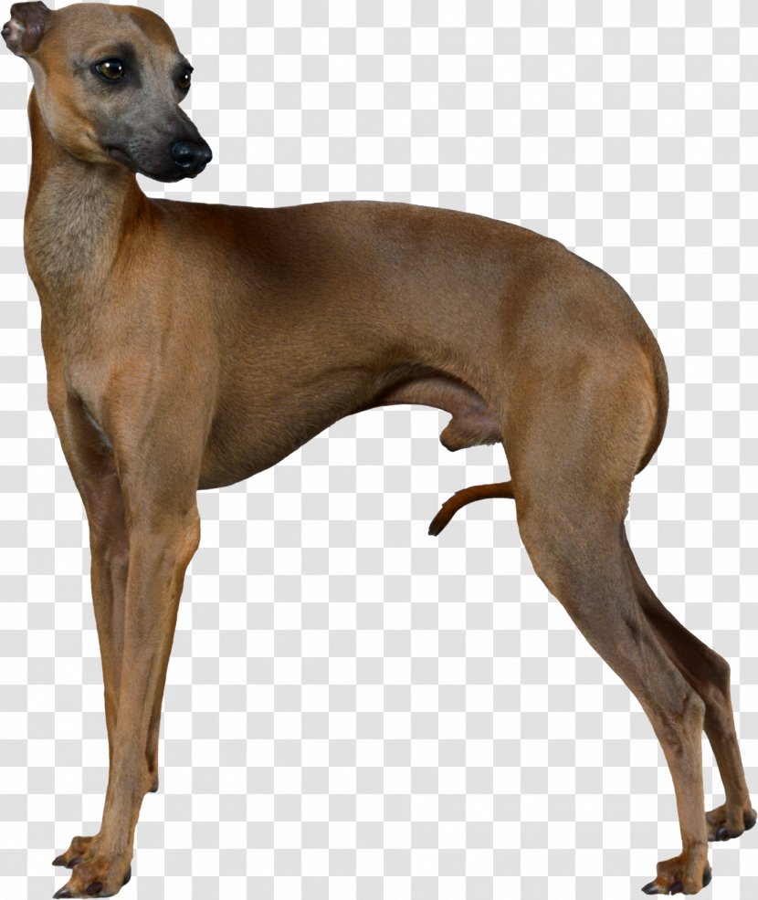 Italian Greyhound Whippet Sloughi Azawakh - Mudhol Hound Transparent PNG