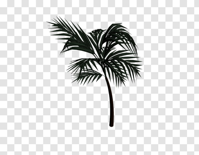 Asian Palmyra Palm Arecaceae Date Leaf Drawing - Woody Plant - TREE 3D Transparent PNG