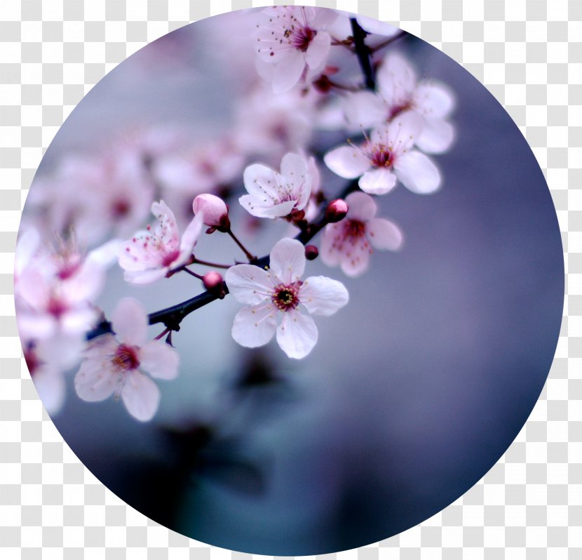 Cherry Blossom Flower Desktop Wallpaper Floristry Transparent PNG