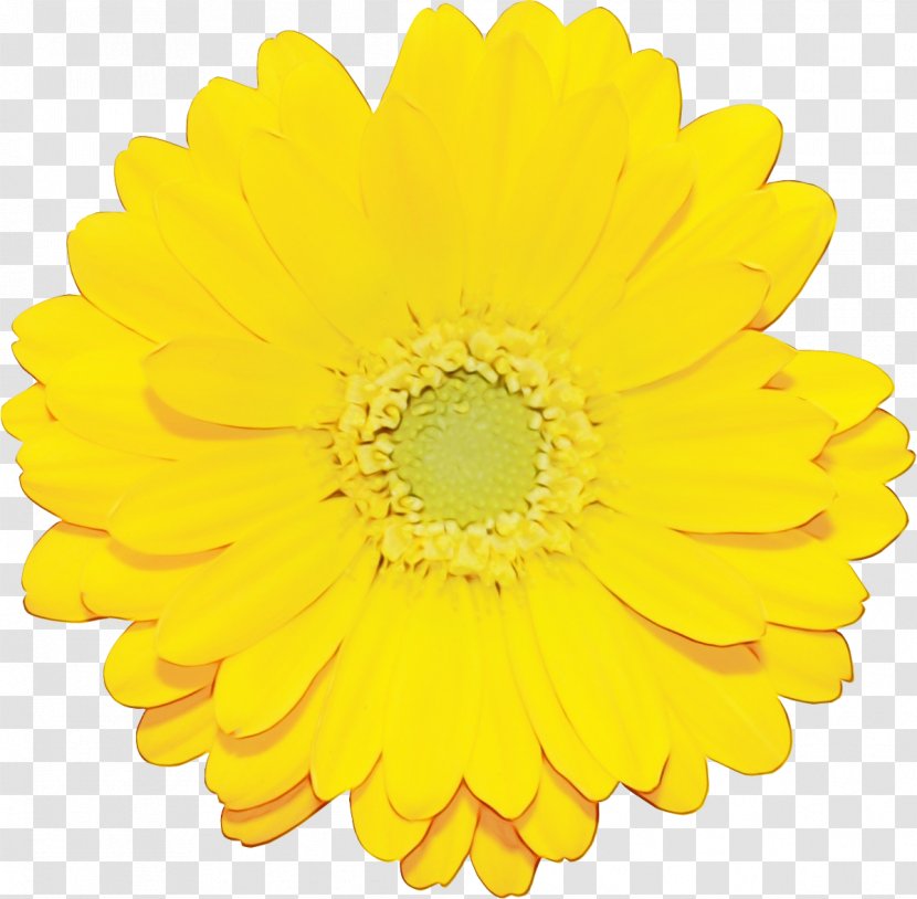 Transvaal Daisy Flower Rose Yellow Chrysanthemum - Red - Sunflower Transparent PNG
