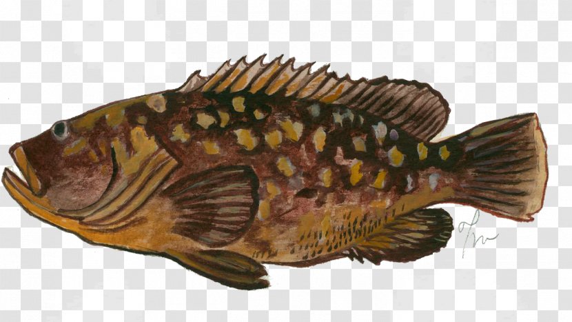 Tilapia Epinephelus Marginatus Fish Perch Seafood - Organism Transparent PNG