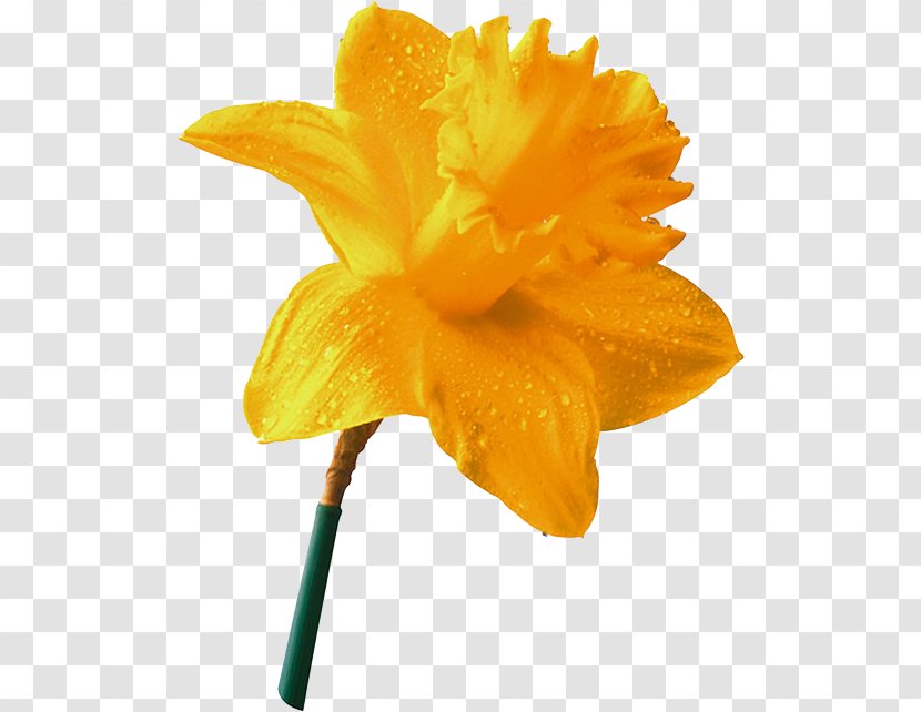 Daffodil Narcissus Yellow Flower - 2016 Transparent PNG