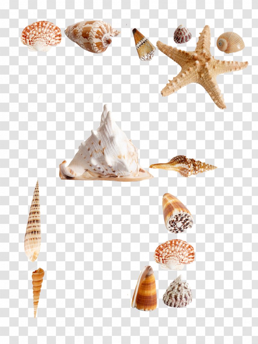 Sea Urchin Seashell Shellfish Euclidean Vector - Conch - Marine Transparent PNG