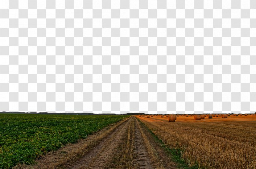 Farm Road Crop Sky - Wheat Field Transparent PNG
