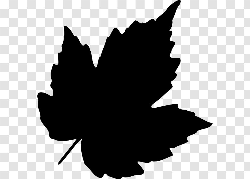 Clip Art Image - Maple Leaf Transparent PNG