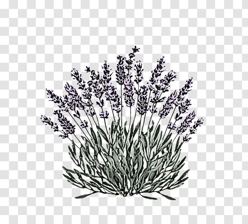 Lavender - Leaf - Branch Tree Transparent PNG