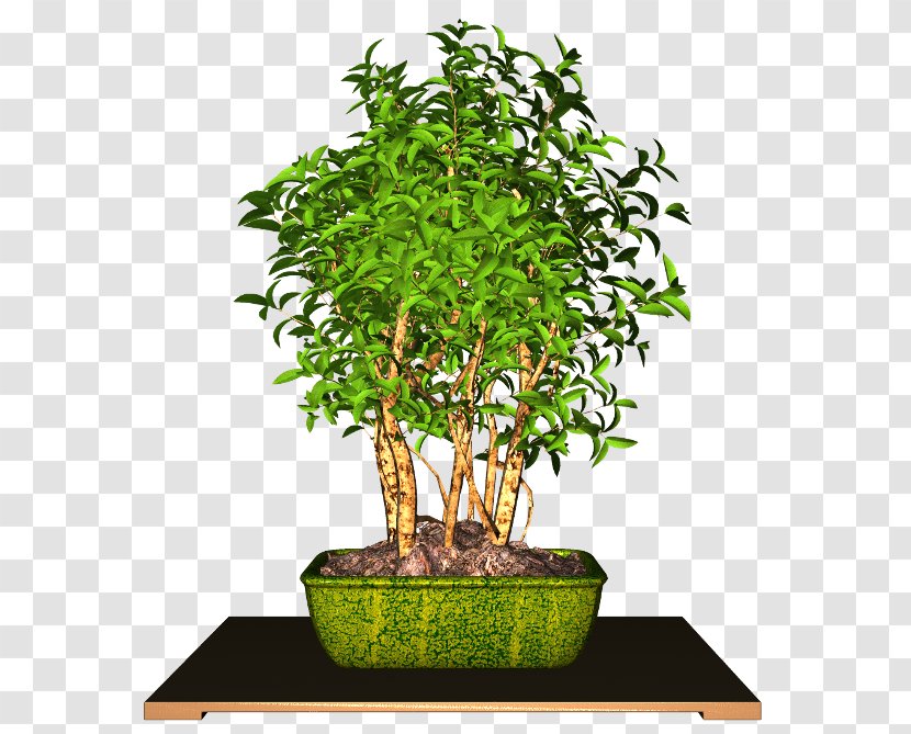 Flowerpot Chinese Sweet Plum Houseplant - Tree - Plant Transparent PNG