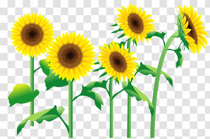 Common Sunflower 個別学習のセルモ町田忠生教室 - Seed - Rakuten Transparent PNG