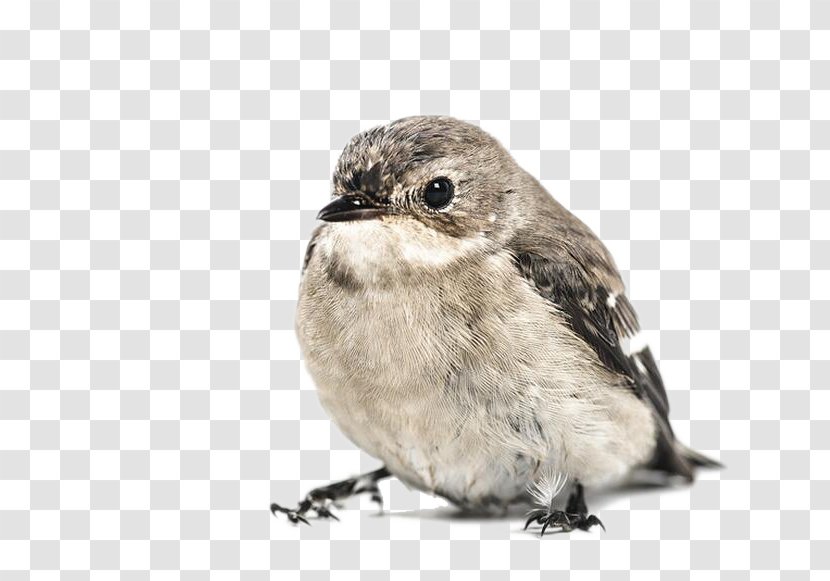 House Sparrow Hummingbird Bird Feeder - Songbird - Gray Transparent PNG