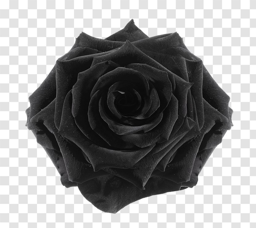 Black Rose Cut Flowers Flower Preservation - Order Transparent PNG