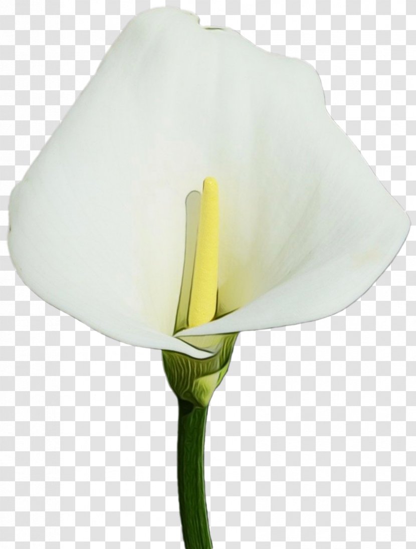 Arum White Flower Yellow Plant - Family Tulip Transparent PNG