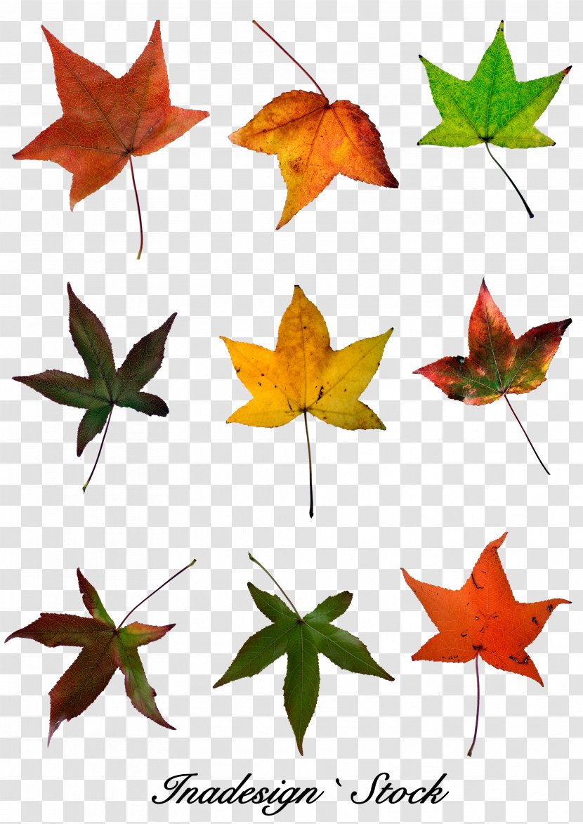 Red Maple Leaf Autumn Color - Green Transparent PNG