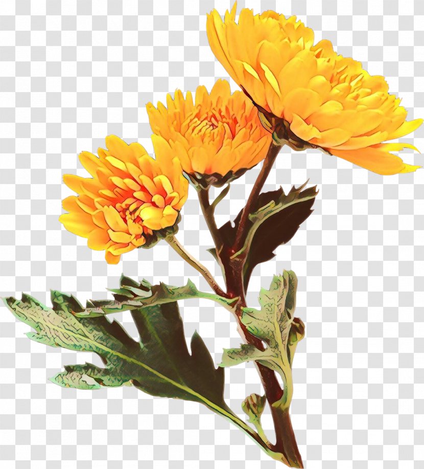 Flower Flowering Plant English Marigold Yellow - Tagetes - Cut Flowers Transparent PNG