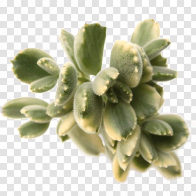Plants - Plant - Aloe Variegata Transparent PNG