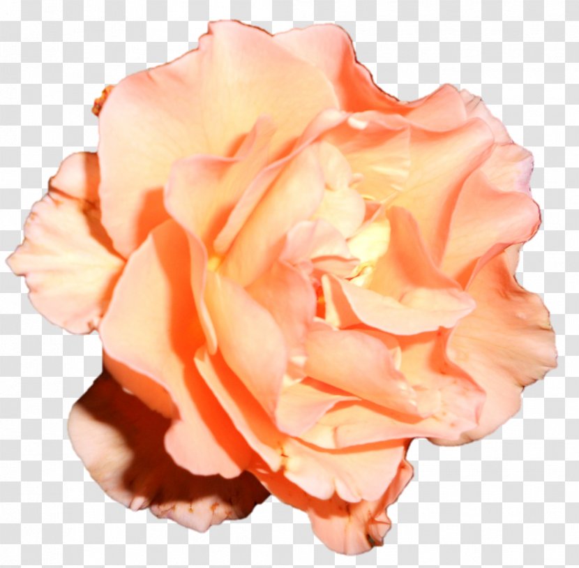 Garden Roses Cabbage Rose Floribunda Cut Flowers Petal - Order - Devi Transparent PNG