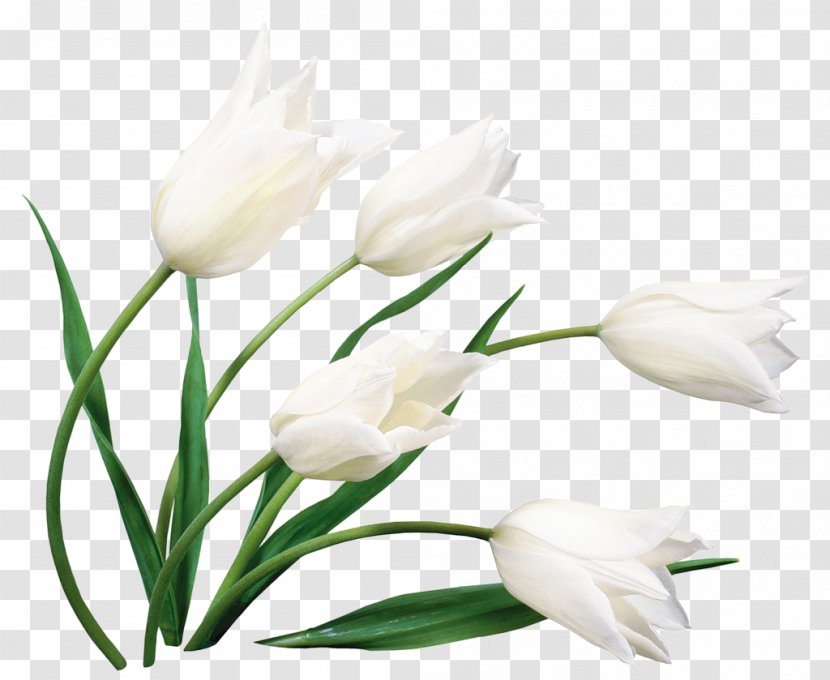 Tulip Cut Flowers Desktop Wallpaper Flower Bouquet - Hvga - Callalily Transparent PNG