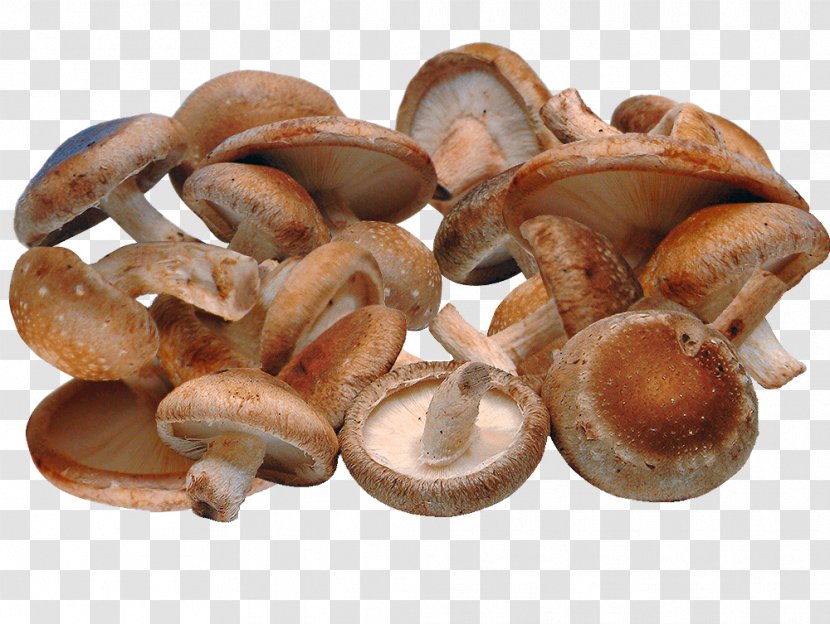 Shiitake Risotto Vegetarian Cuisine Mushroom Fungus - Lentinula Transparent PNG